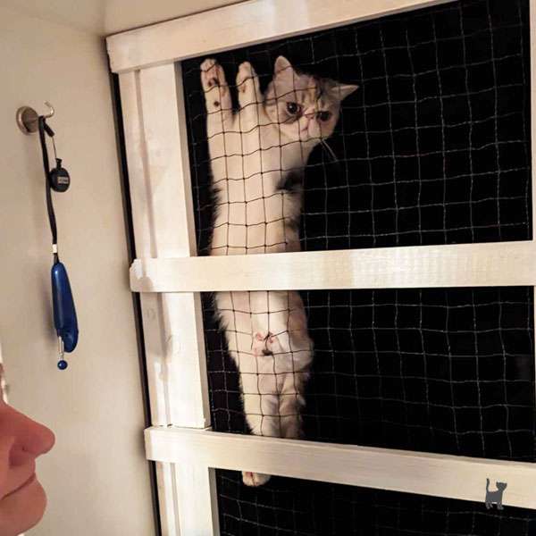 Das Foto zeigt eine Katze, die im Netz einer Gittertür bis ganz nach oben klettert