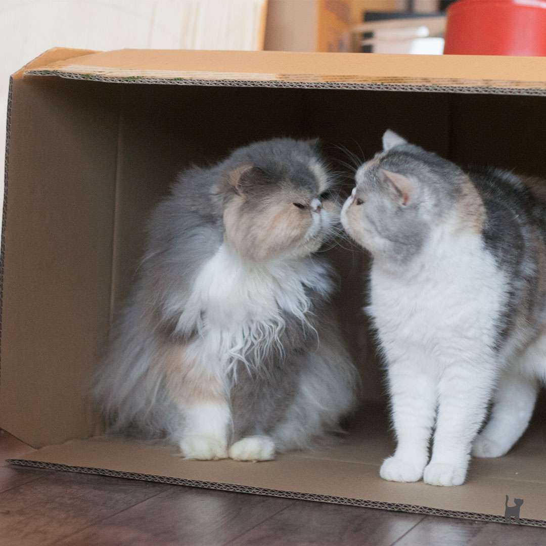 Nasenküsschen im Karton Zwei Katzen sitzen in einem Karton und geben sich Nasenküsschen