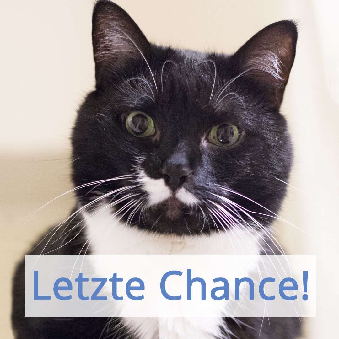 Letzte Chance